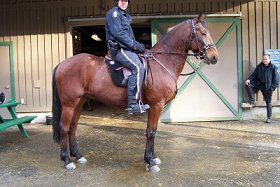 Bud The Third, a Standardbred police horse