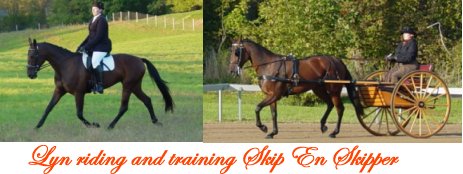 Lyn riding her standardbred horses
