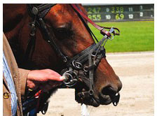 pacer at the racetrack