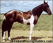 Skewbald Stallion Rorschach - Horse of the Year
