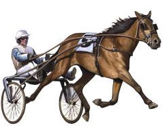 Standardbred horse pace racing