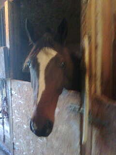 Standardbred horse